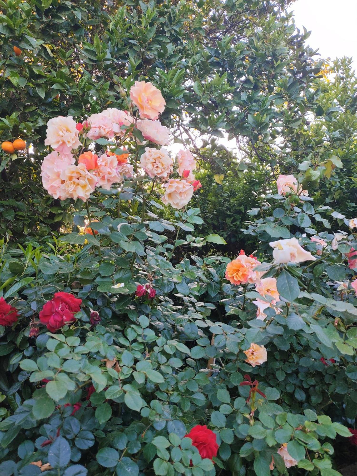 파이스툼 Il Giardino Di Athena 1 아파트 외부 사진